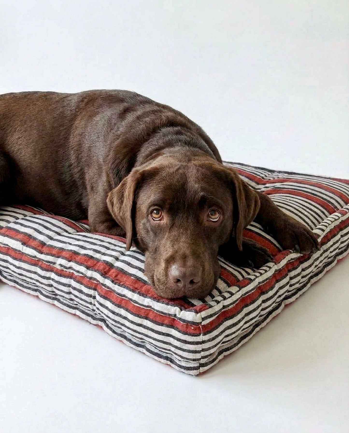 Dog lying on a striped dog bed with a white background