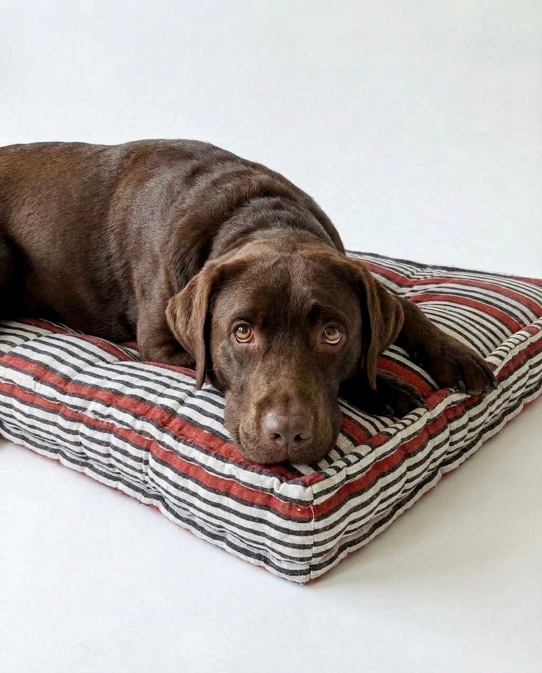 Dog lying on a striped dog bed with a white background
