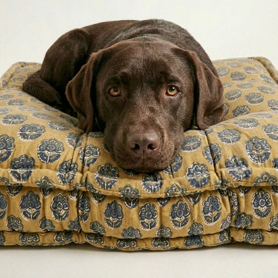Chocolate Labrador resting on a patterned dog bed against a white background