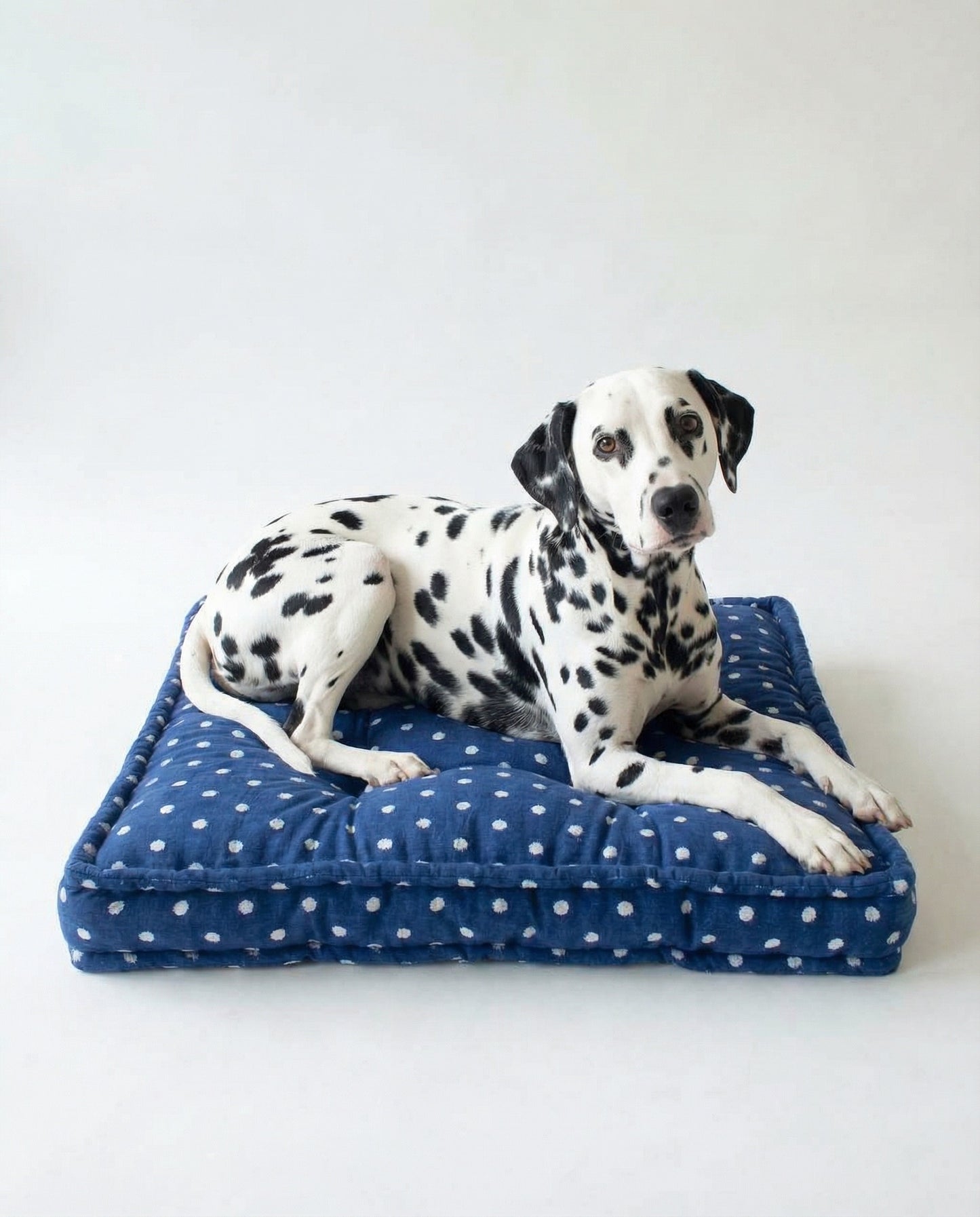 Dalmatian dog lying on a blue polka dot pet bed against a white background