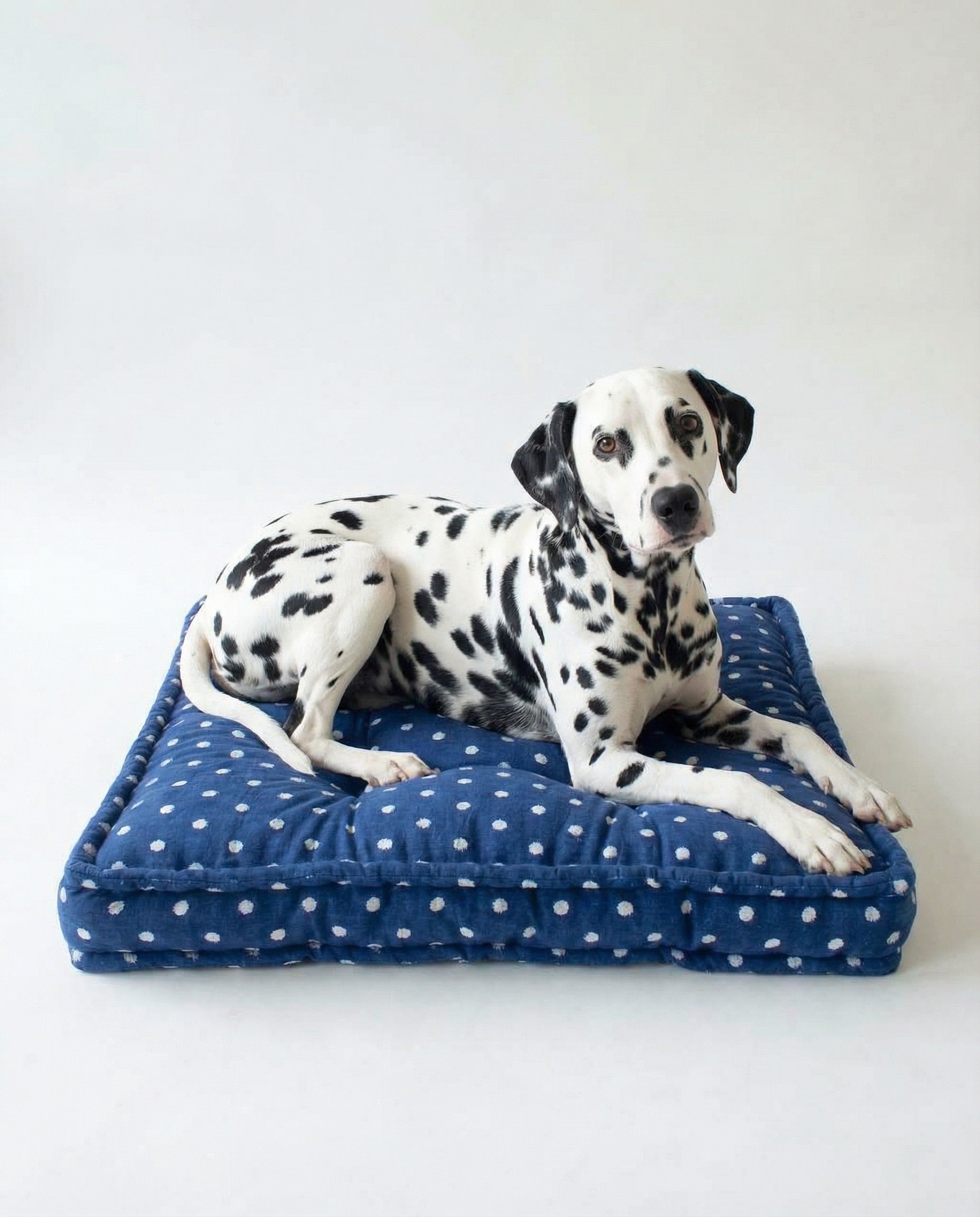 Dalmatian dog lying on a blue polka dot pet bed against a white background