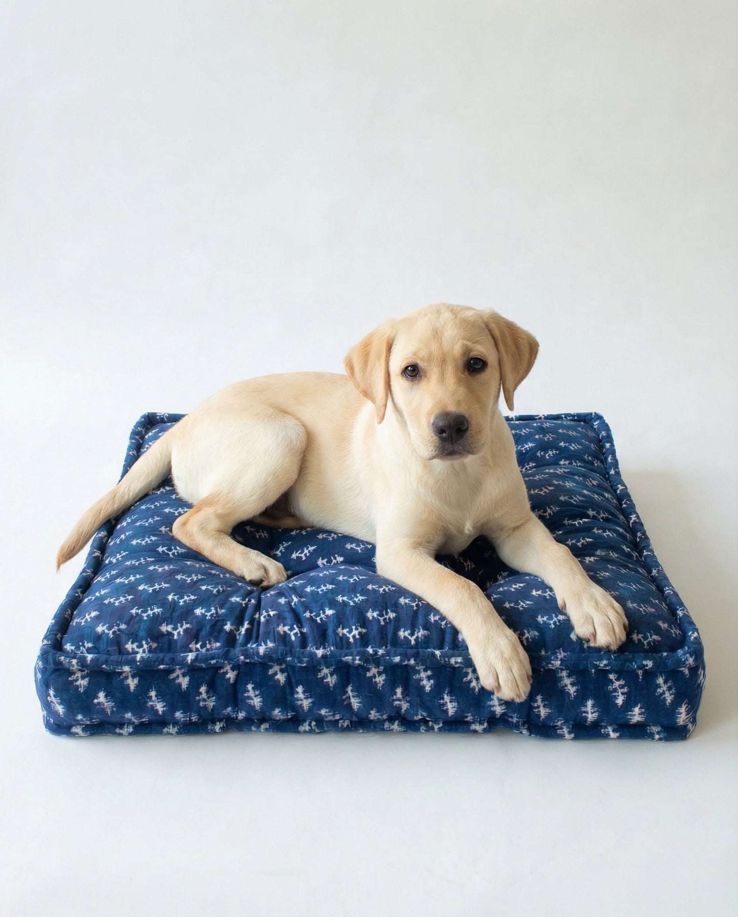 Puppy lying on a blue patterned dog bed against a white background