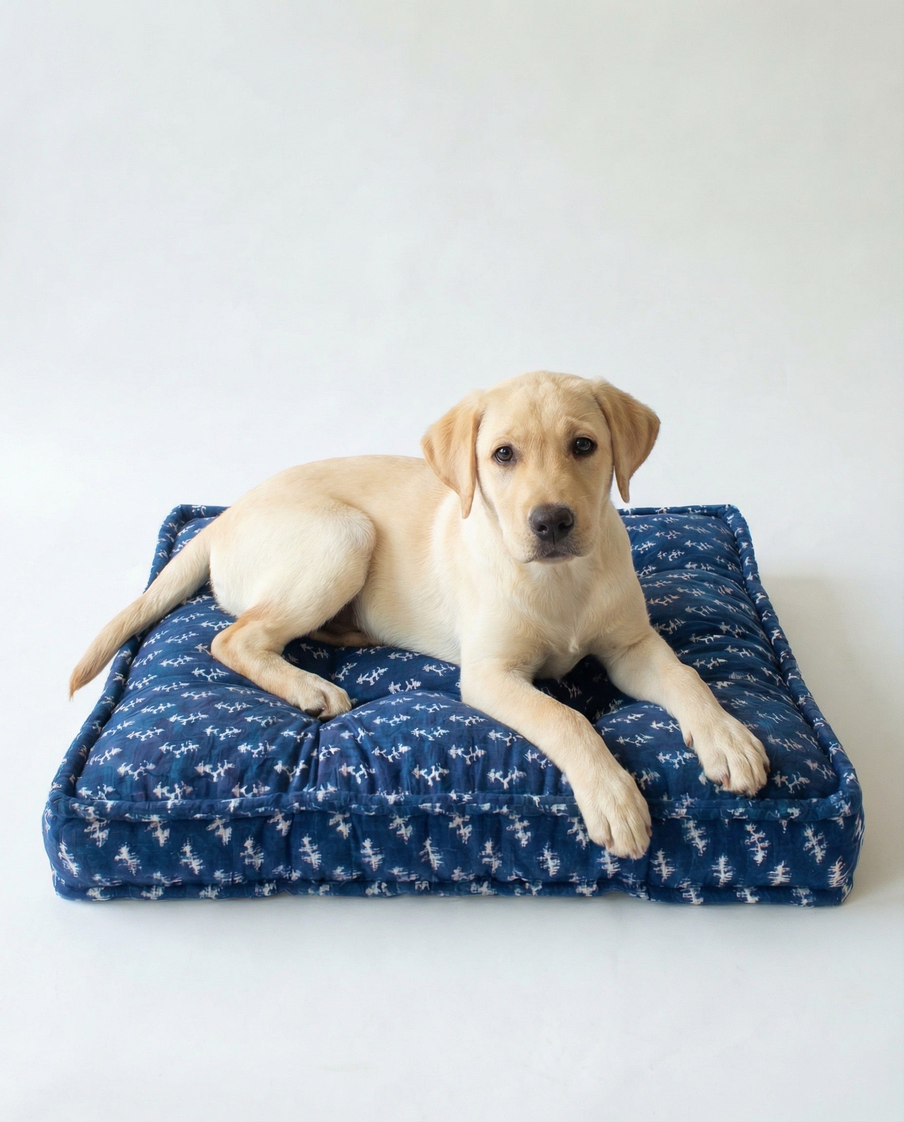 Puppy lying on a blue patterned dog bed against a white background