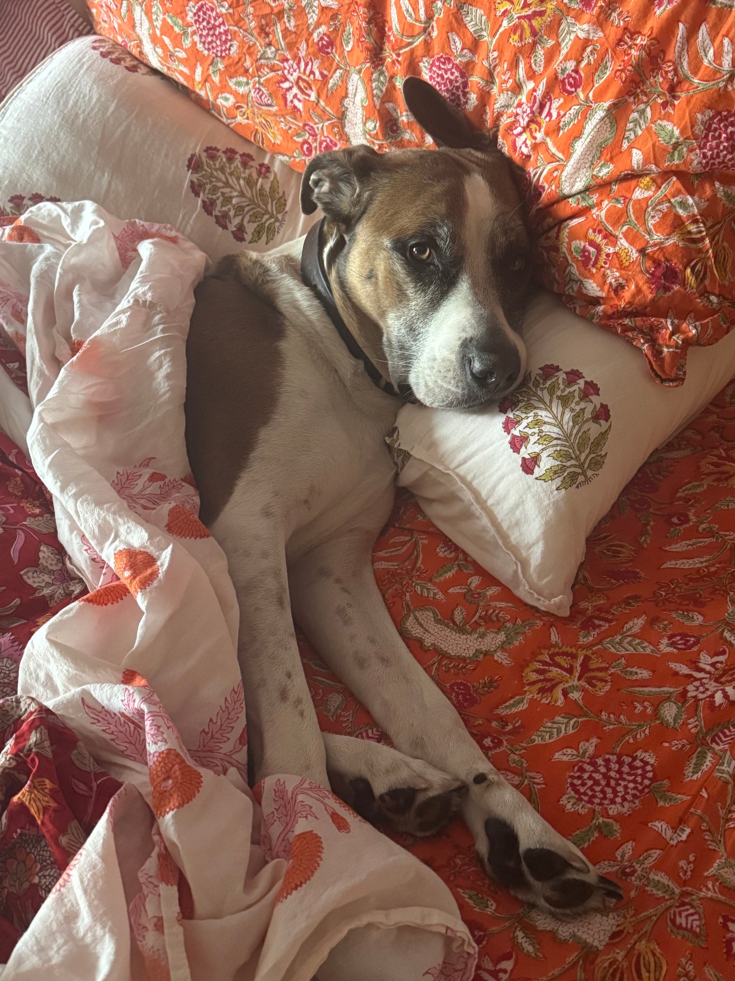 Dog lying on a patterned block printed bed