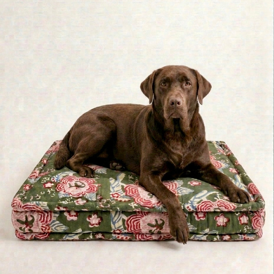 Dog sitting on a floral-patterned dog bed with a plain background