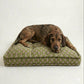 Dog lying on a green patterned pet bed against a white background