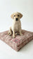 Puppy sitting on a patterned dog bed against a white background